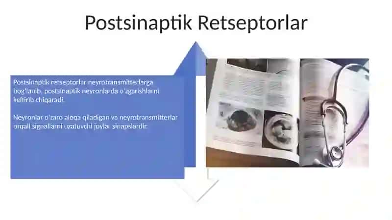 Sinapslar fiziologiyasi 4
