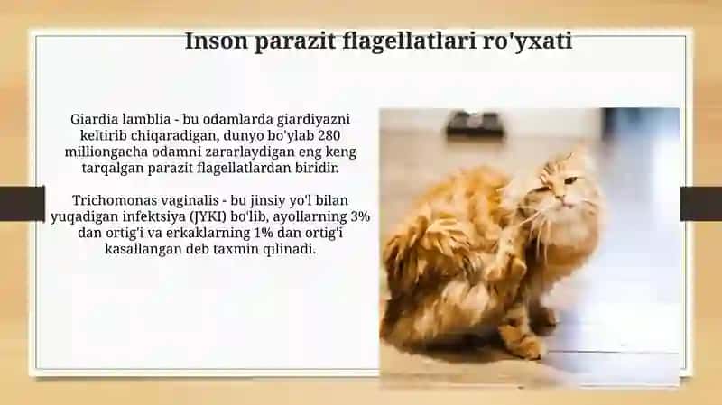 Flagellatlar bilan parazitlanish 4