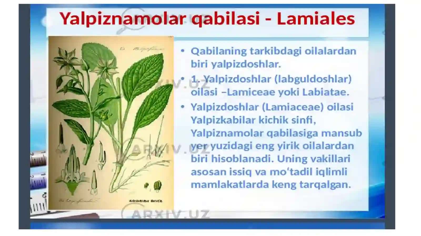 Osiyoyalpizinining yerustki qismi bioekologik va dorivorlik xususiyatlari 4