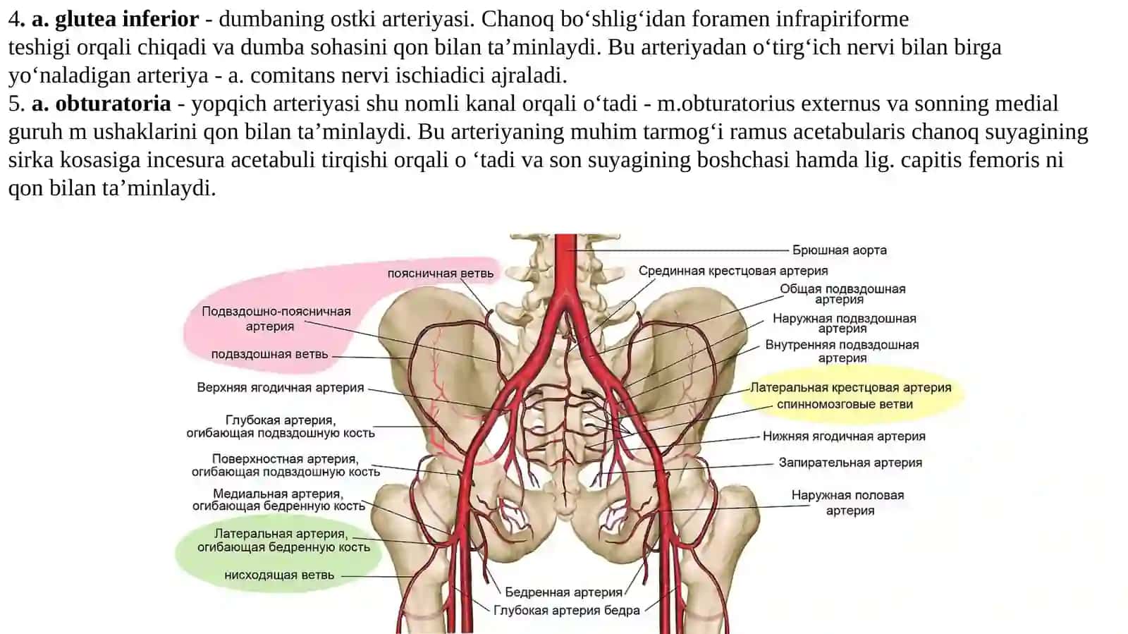 Ichki va tashqi yonbosh arteriyalari. Son arteriyasi.Boldir arteriyalari. Oyoq panja arteriyalari 4