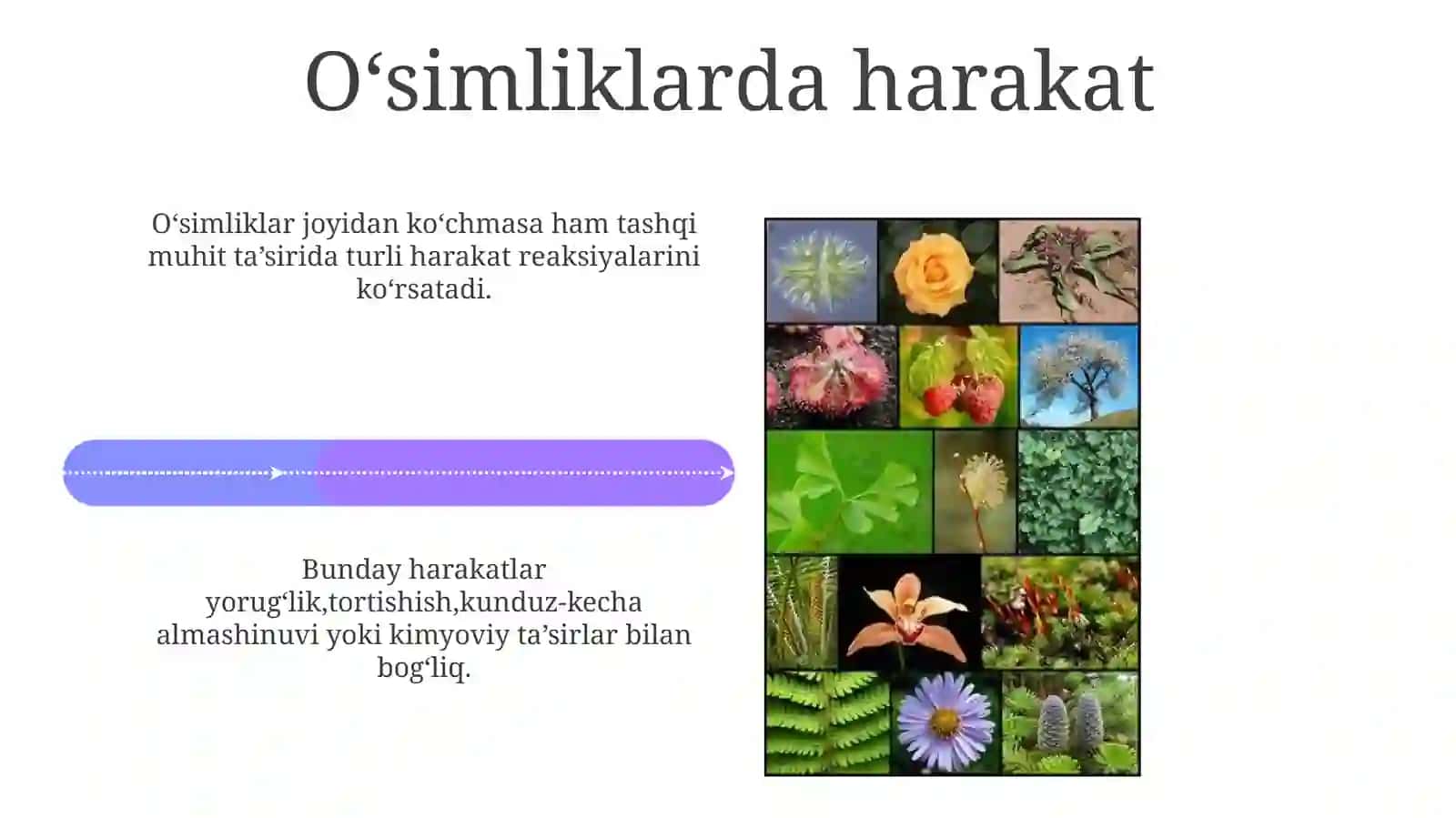 Fotonastiya, Fototropizm, Geotropizm, Taksis 4