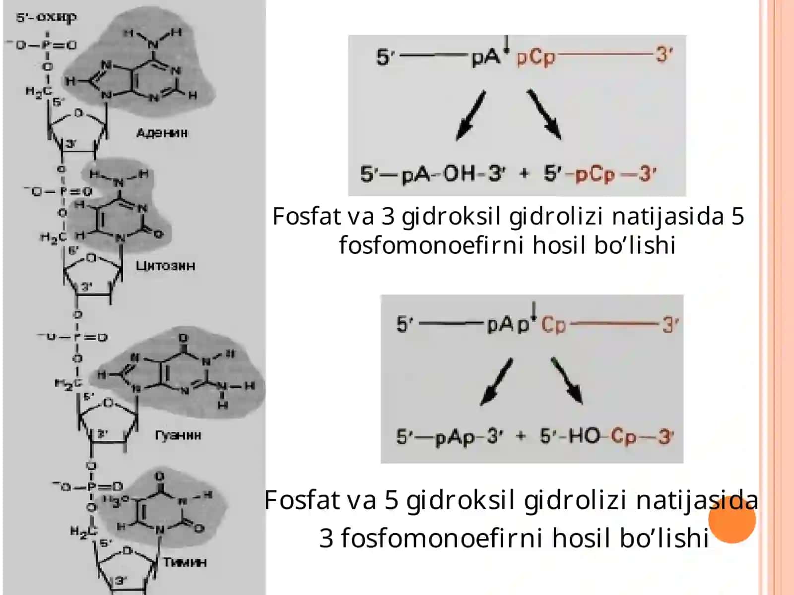 GENMUHANDISLIGIDA QO’LLANILADIGAN FERMENTLAR[ENZYMES FOR GENE TECHNOLOGY] 4