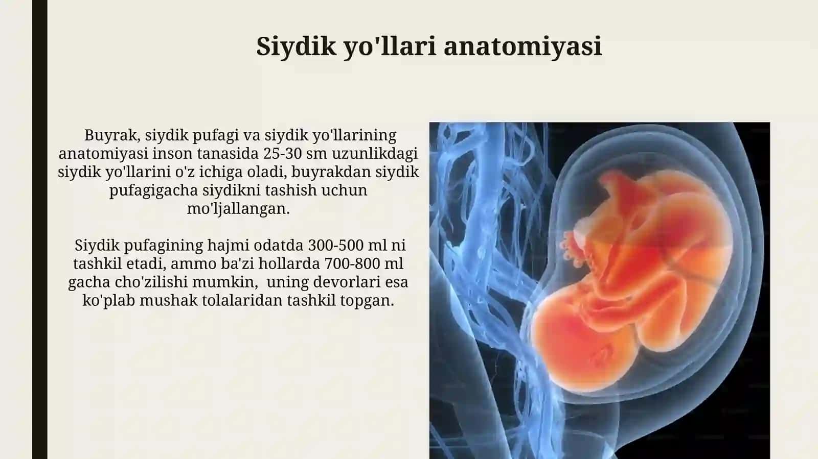 Buyrak, qovuq va siydik yoʻli, siydik chiqarish kanalianatomiyasi 4