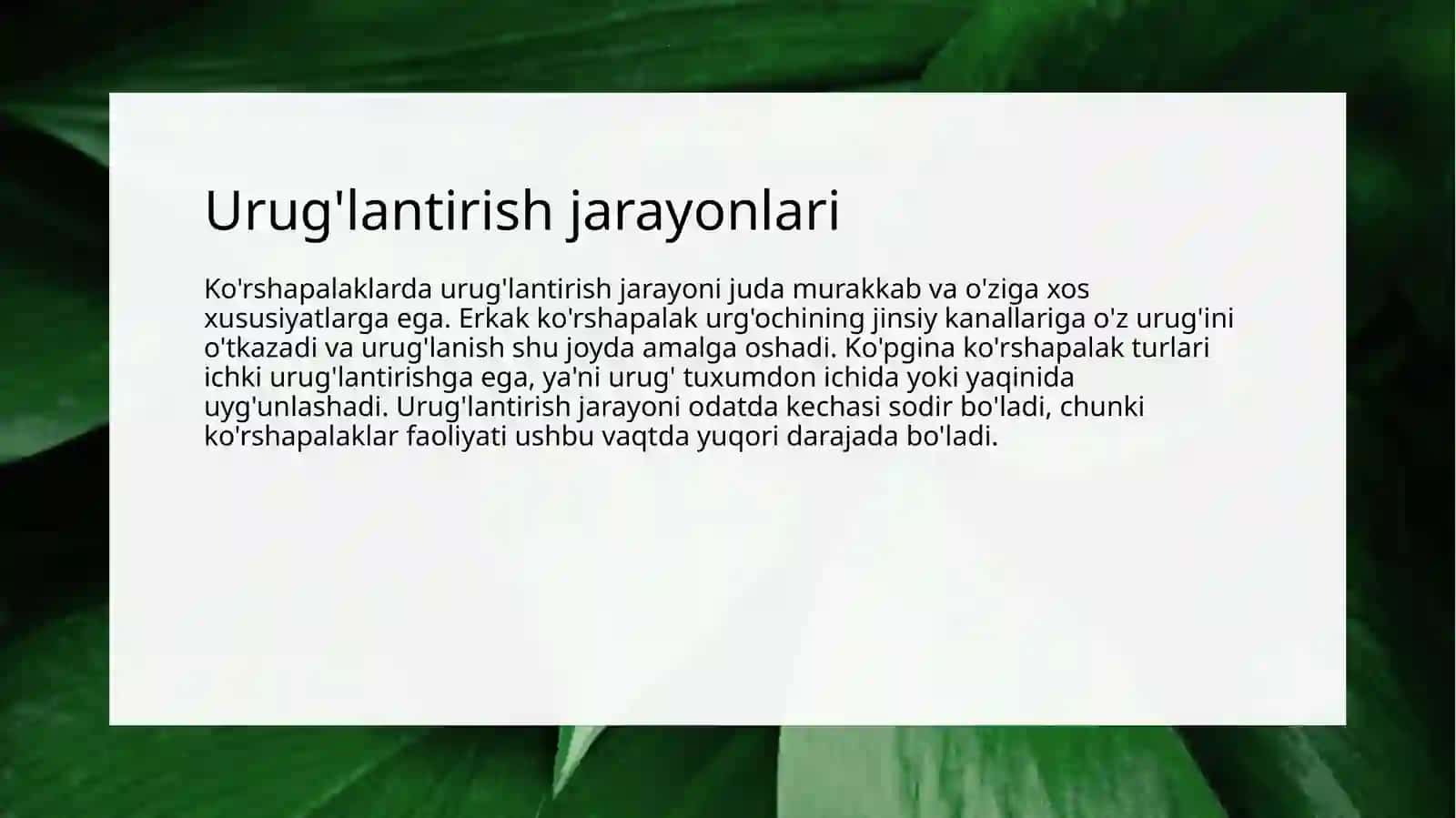 Ko'rshapalaklarning jinsiy tizimi va urug'lantirish usullari 4