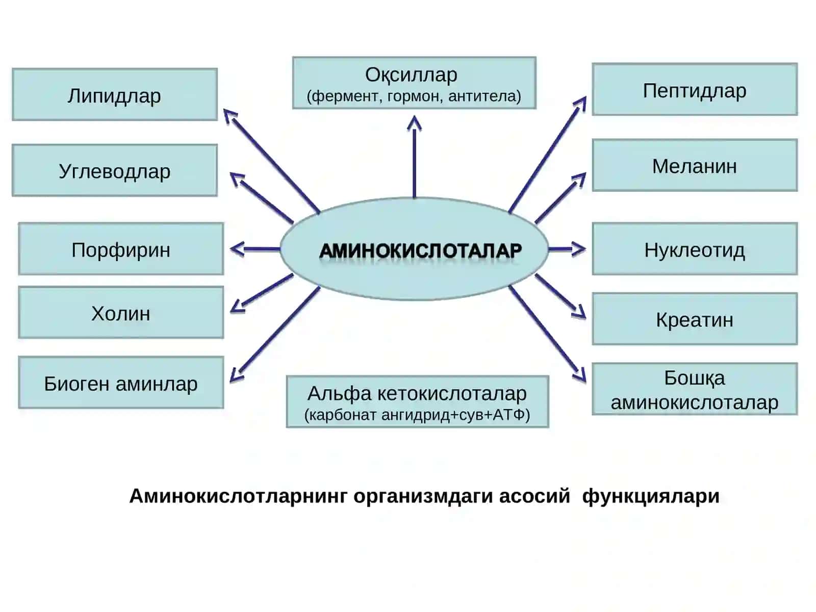 Оқсиллар, яъни протеинлар юқори молекулали азот тутувчи бирикмалар бўлиб молекуласи аминокислоталардан ташкил топган 4