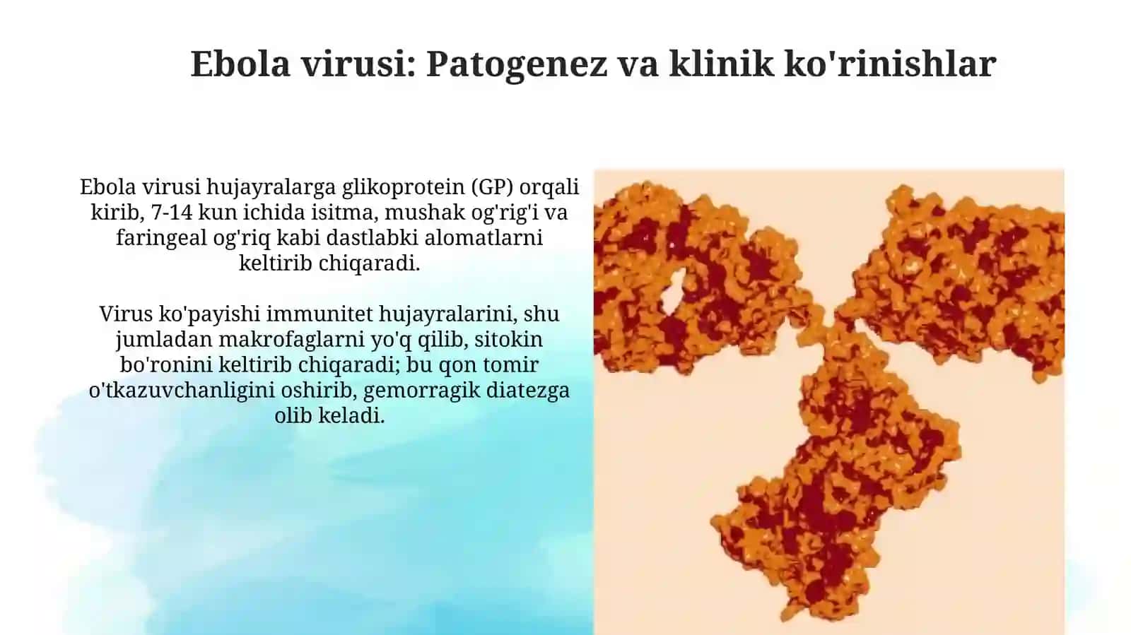 Ebola, Lassa, Zika viruslari: kasallik patogenezi, laborator tashhisi 4