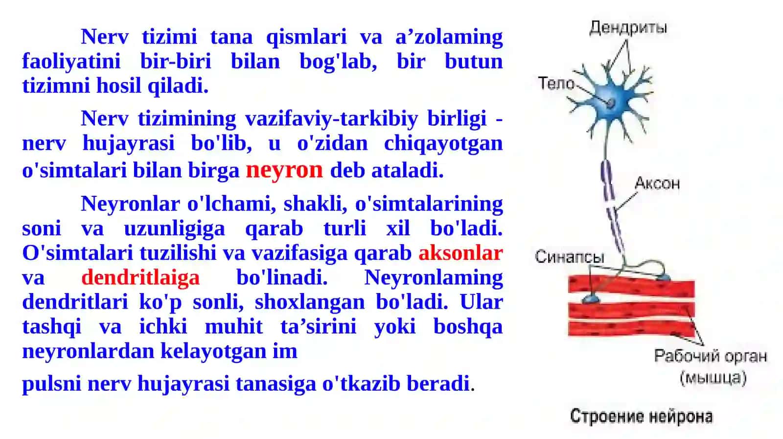 Nervtizimining umumiyanatomiyasi 4