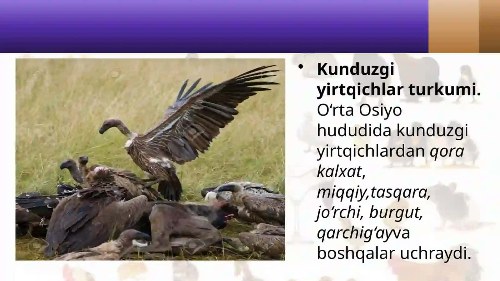7-sinf Zoologiya 'Yirtqich qushlar' ko'rgazma 4
