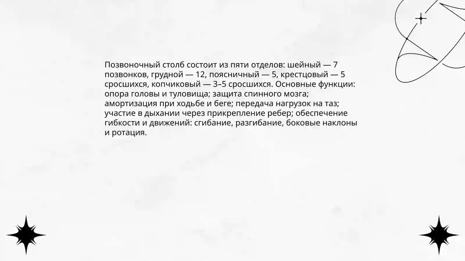 Скелет туловища 4