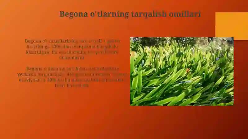 Sug'oriladigan yerlarda o'sadigan begona o'tlar 4