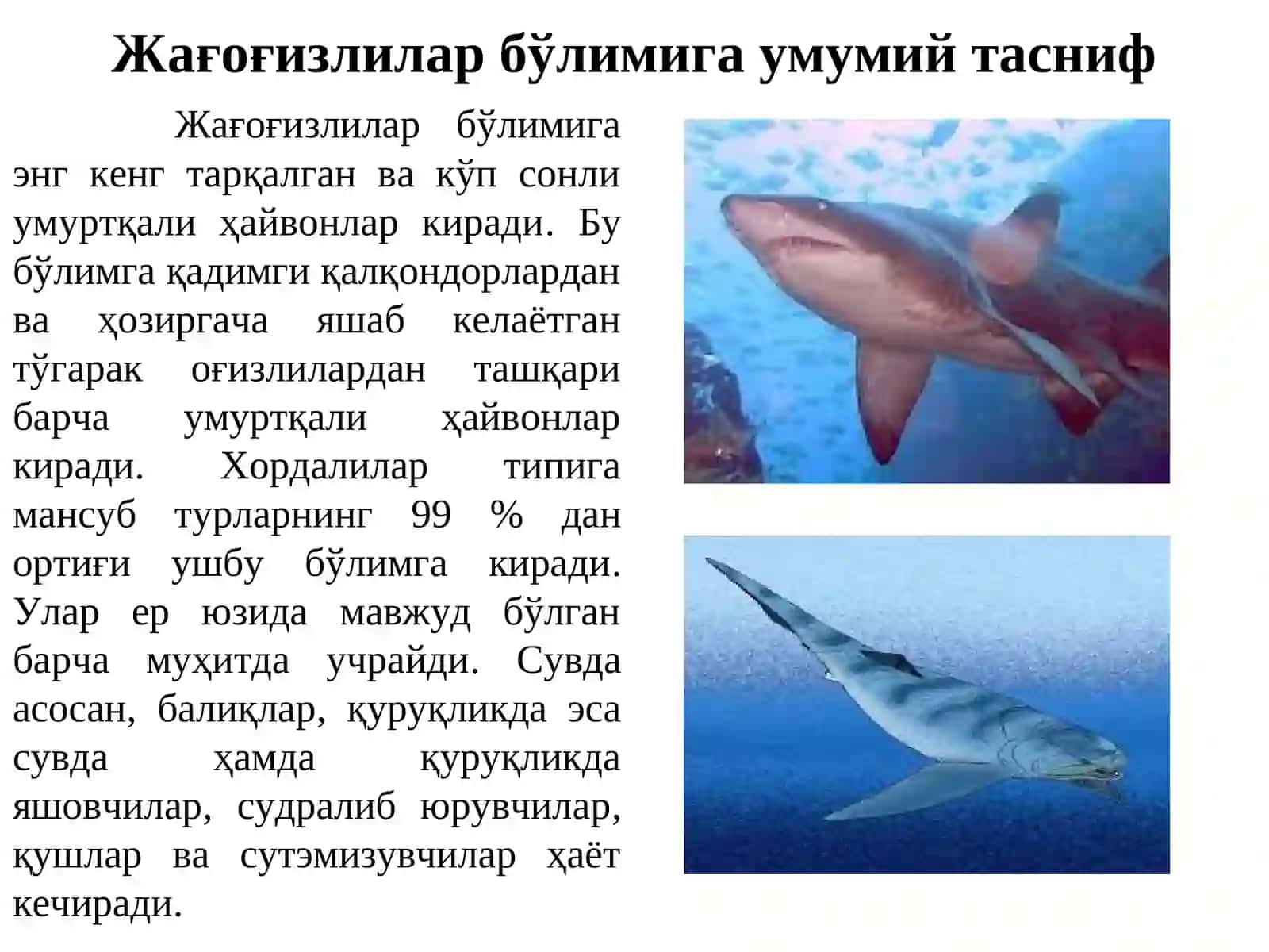 Тоғайли балиқлар (Chondrichthyes) синфи 4