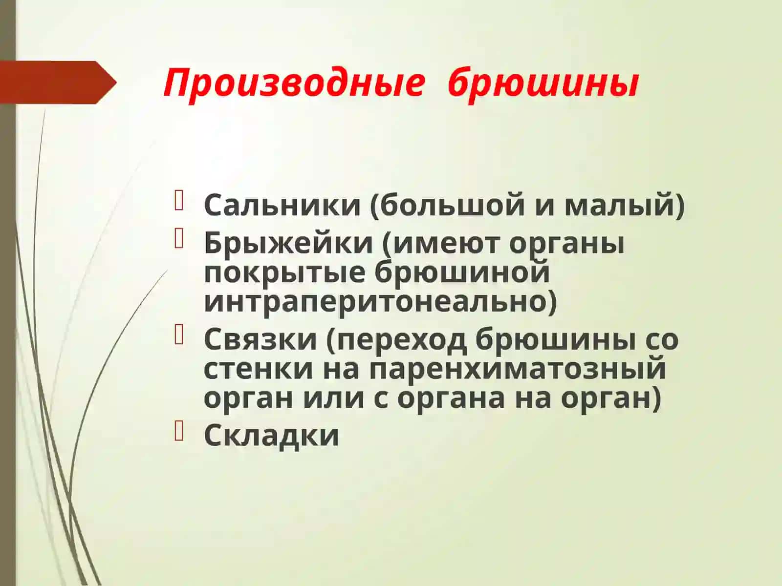 Анатомия брюшины 4