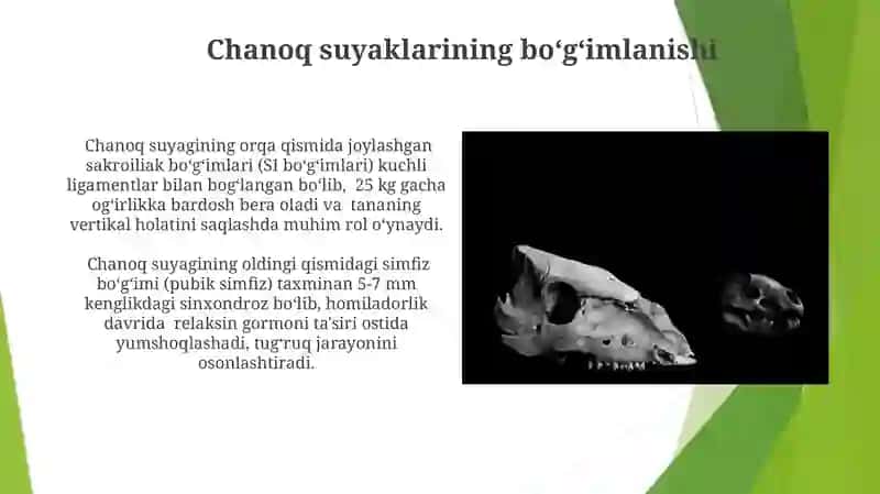 Chanoq sohasidagi suyaklarning o'zoro birlashuvi 4