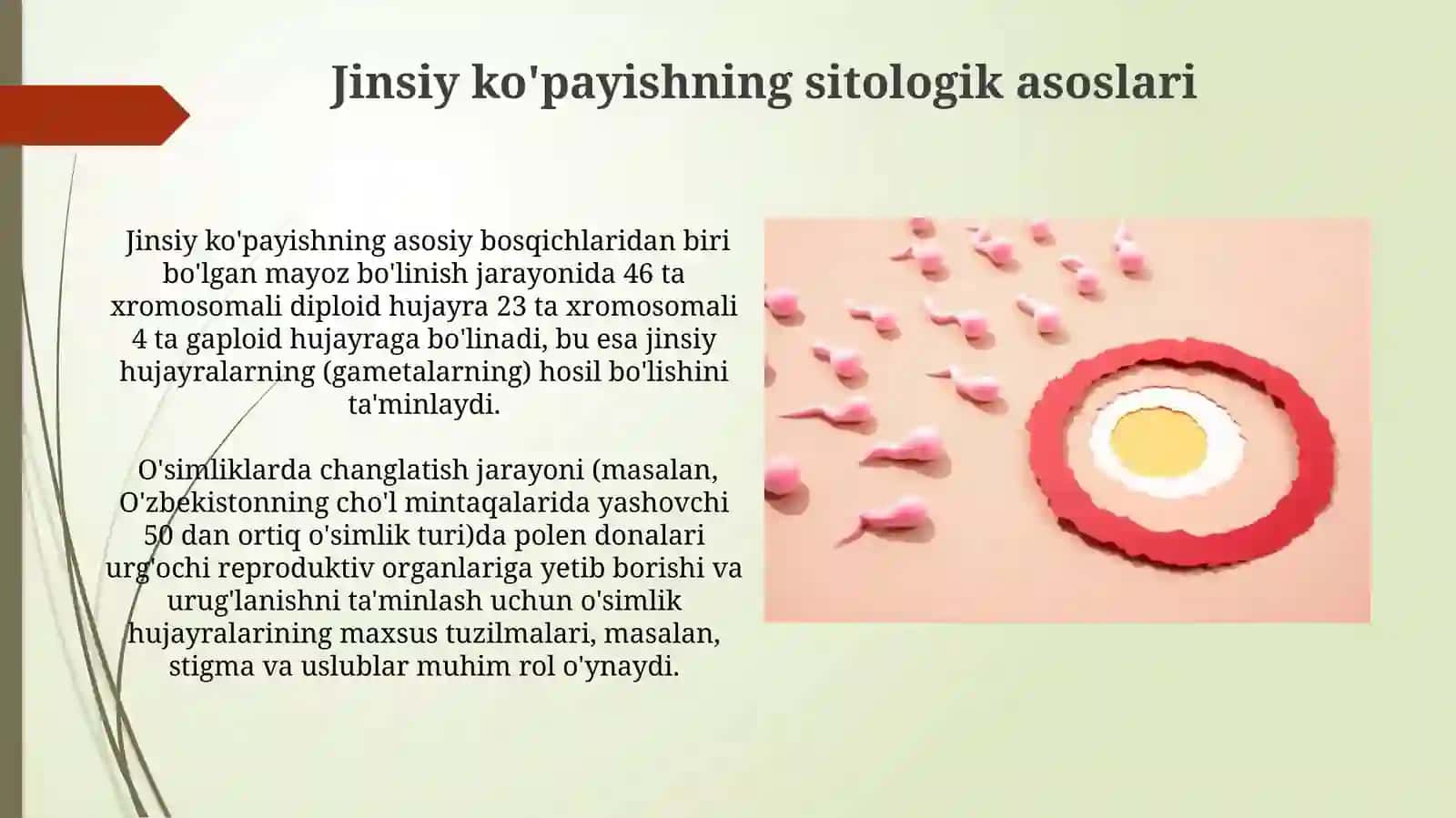 Jinsiy koʻpayishning sitologik asoslari 4