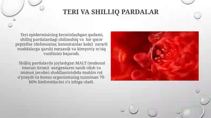 Periferik qon yaratuvchi va immun himoya azolari 4