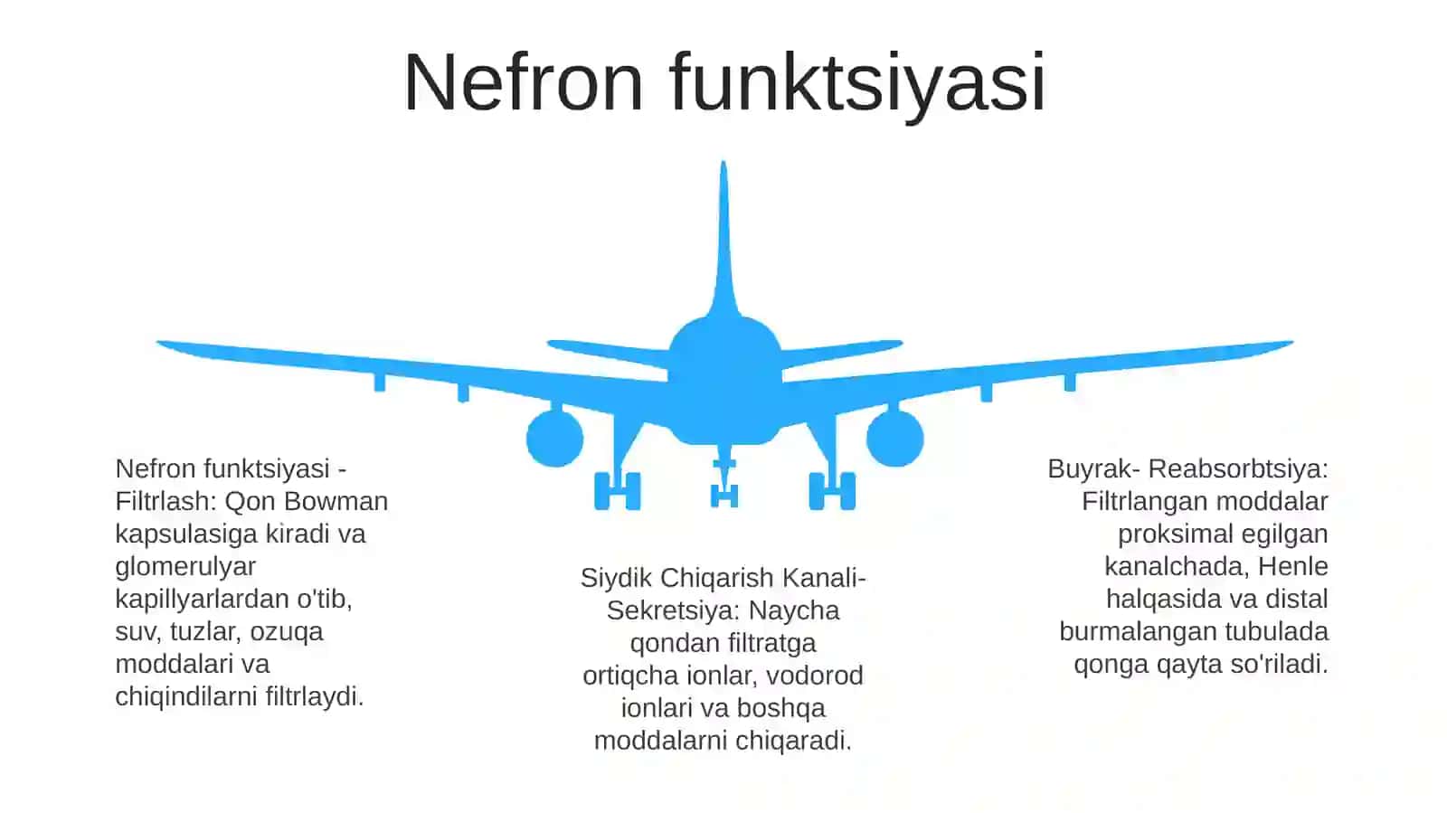 Buyrak Va Siydik Chiqarish Kanali 4