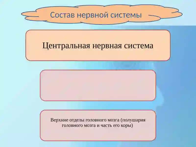 Возрастные особенности нервной системы 4