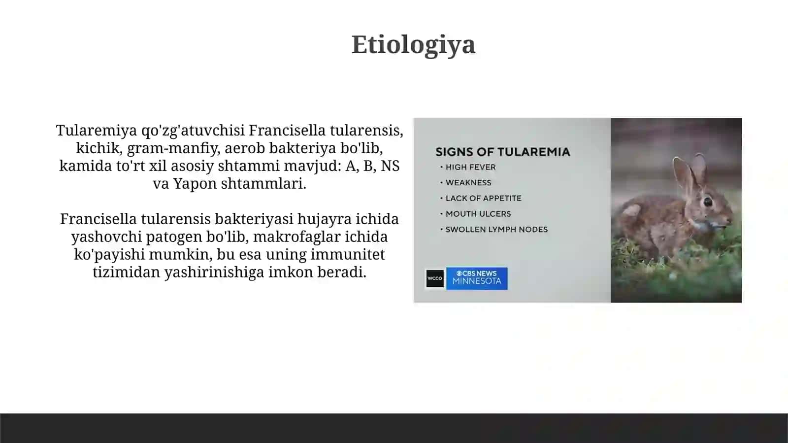 Oʻta xavfli infeksiyalar tulyaremiya 4