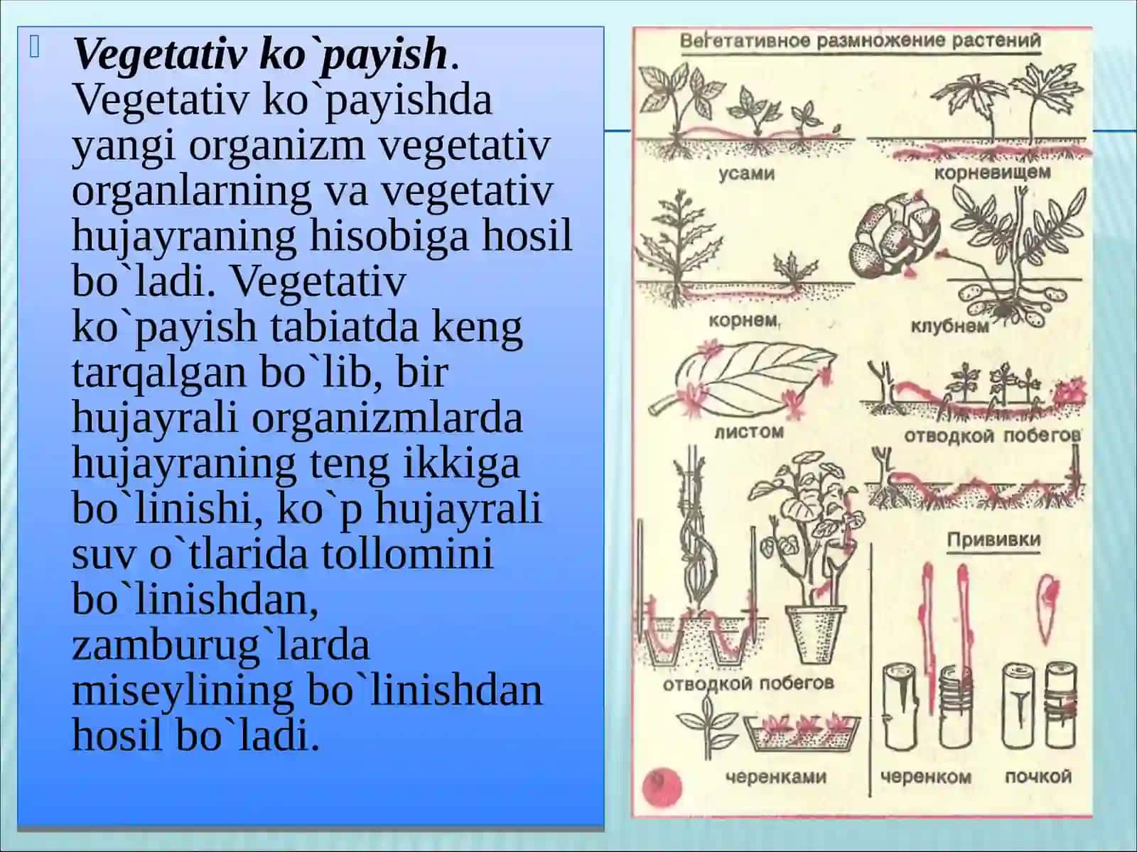 O'simliklarning vegetativ ko'payishi 4