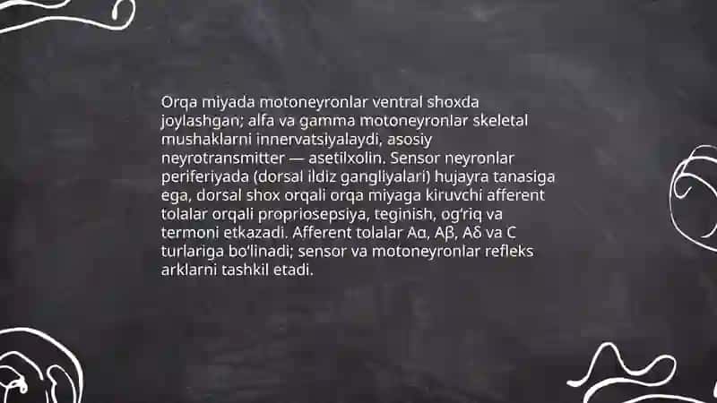 Orqa miya fizalogyasi 4