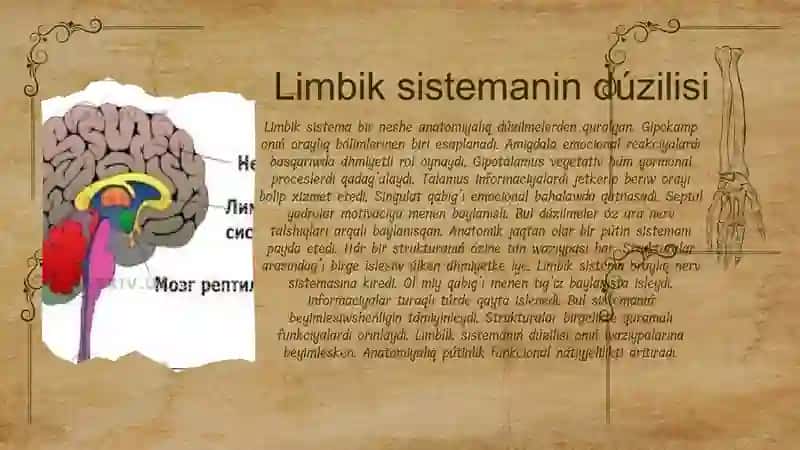 Limbik Sistema 4