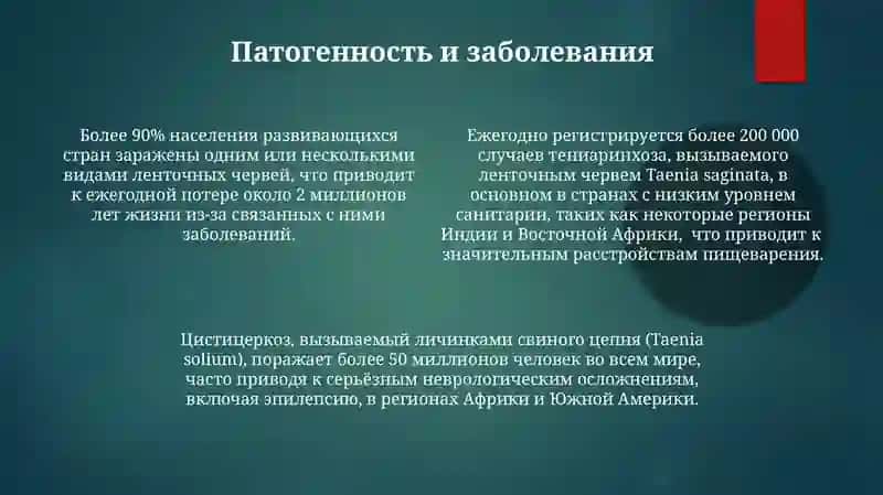 Морфология и физиология ленточных червей 4