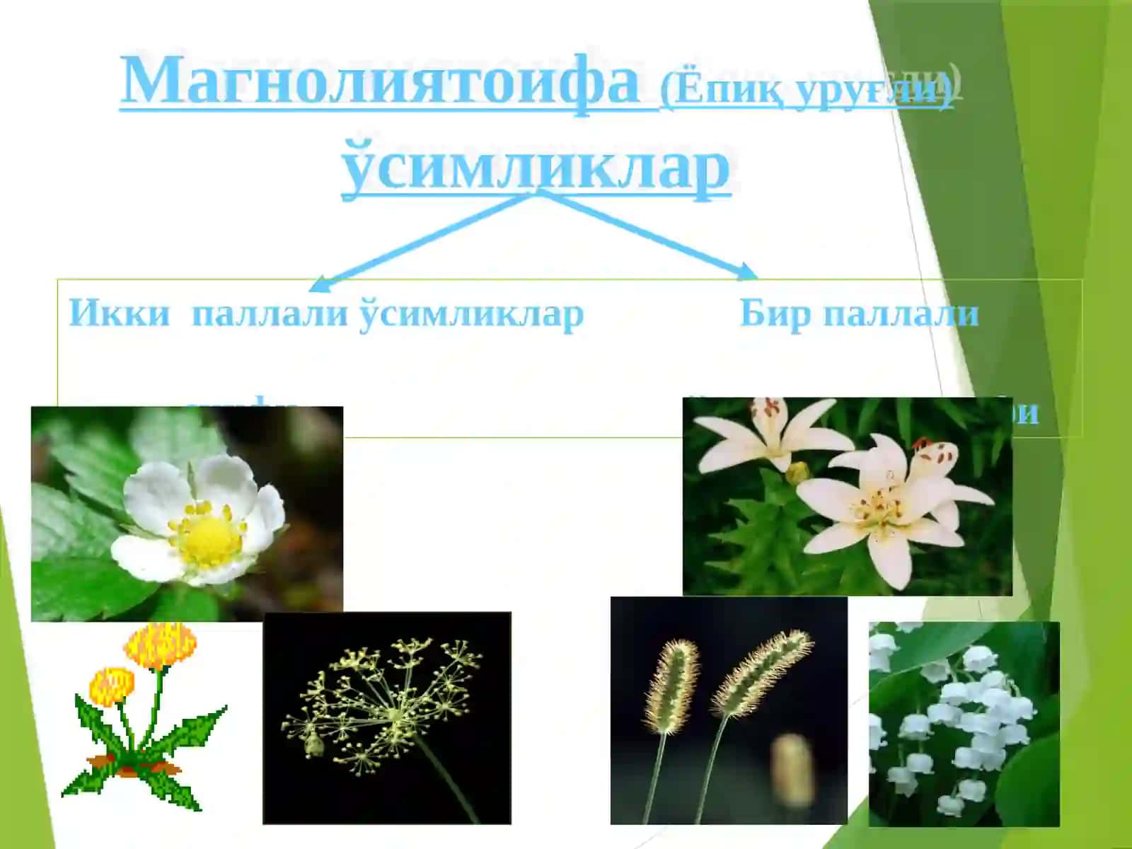 Бируруғпаллалиўсимликлар – Liliopsida синфи 4