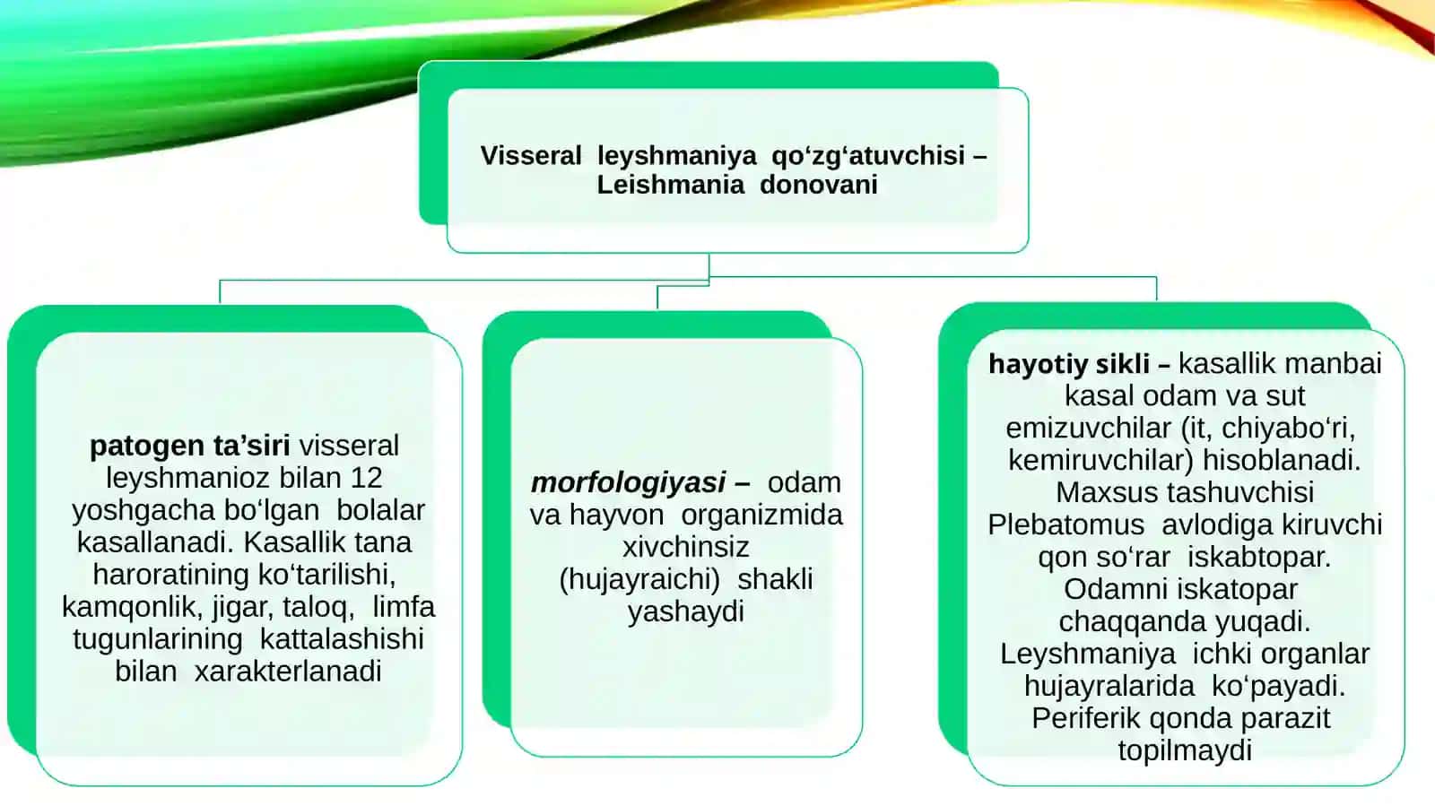 Xivchinlilar. Leyshmaniya, teri leyshmanioz qo‘zg‘atuvchisi. Tripanosoma, tripanosomoz qo‘zg‘atuvchisi. Xivchinlilar. Trixomanada. Qin trixomanadasi. Lyabliya. Kipriklilar. Ichak balantidiasi, balantidioz qo‘zg‘atuvchisi 4