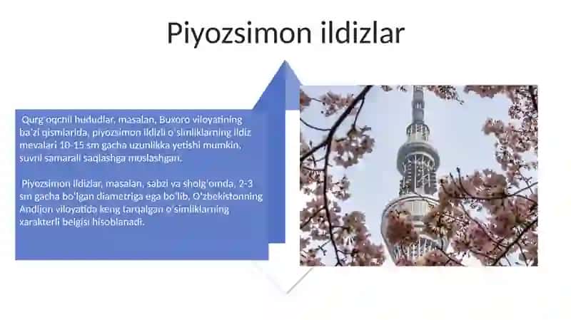 Shakli o`zgargan ildizlarning tuzilishi 4