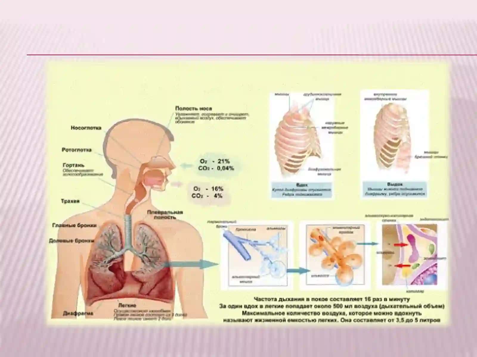 nafas olish tizimining patofiziologiyasi.Gipoksiyaturlari 4