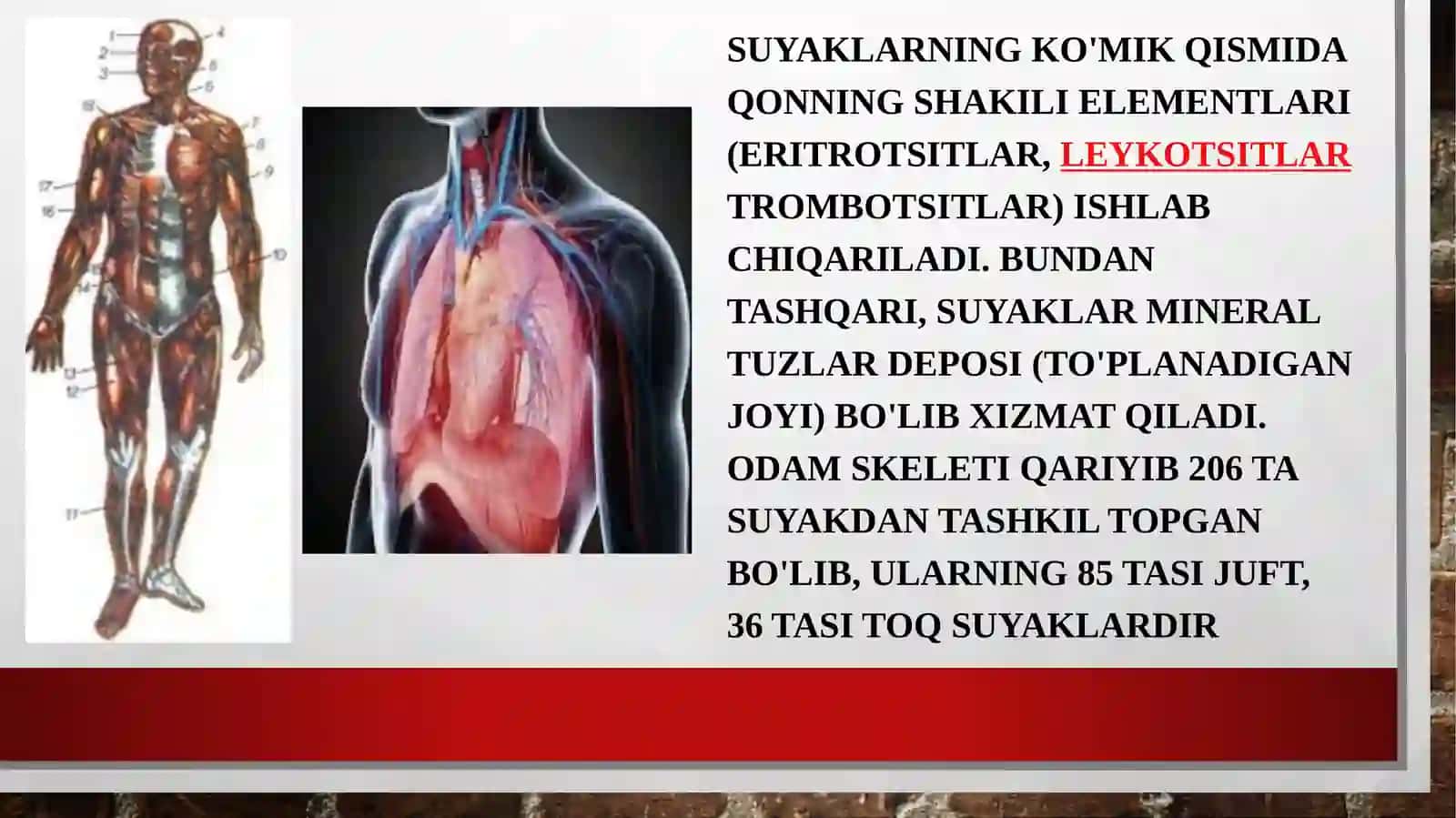 Suyak birikishining xillari. Boʻgʻimlar va ularning turlari. Sindesmoz, sinxondroz va sinostoz. Umurtqapogʻonasining tuzilishi 4