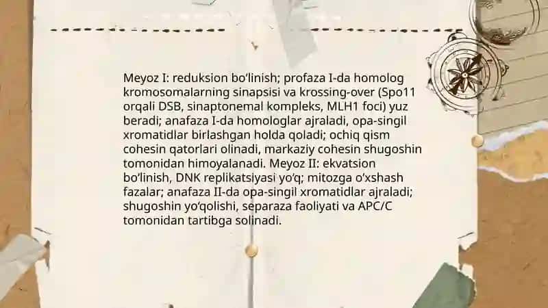 Mitoz va meyoz jarayoni: hujayra bo'linishining molekulyar morgologik bosqichlari ahamiyati 4
