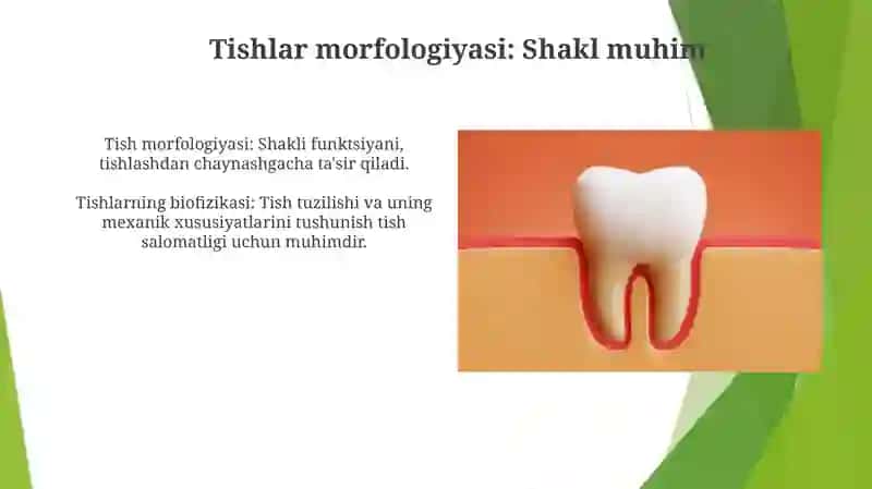 Tish atrofidagi to'qimalar: Anatomiya va fiziologiya 4