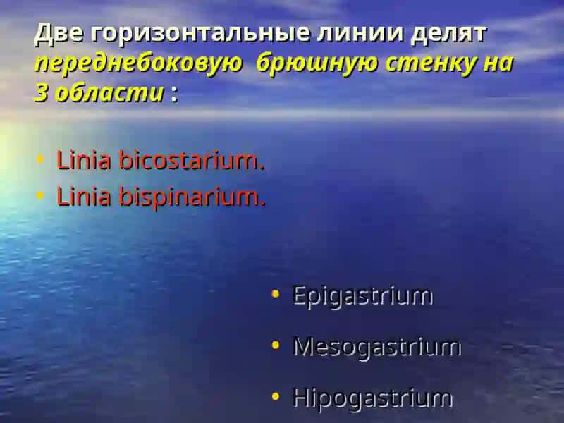 Лекция № 6 - Клиническая анатомия 4