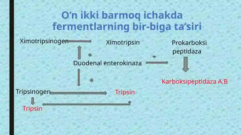 Ingichka va yoʻgʻon ichakda ovqat hazm boʻlishi 4