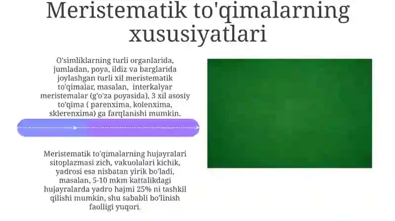 Meristematik to'qimani doimiy to'qimga aylanishi 4