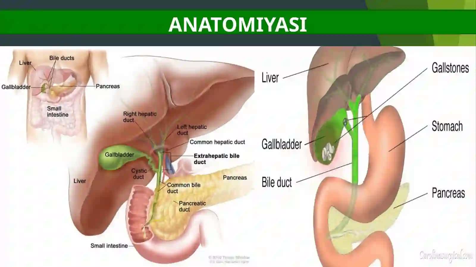 GASTROENTEROLOGIYA SIKLI 4