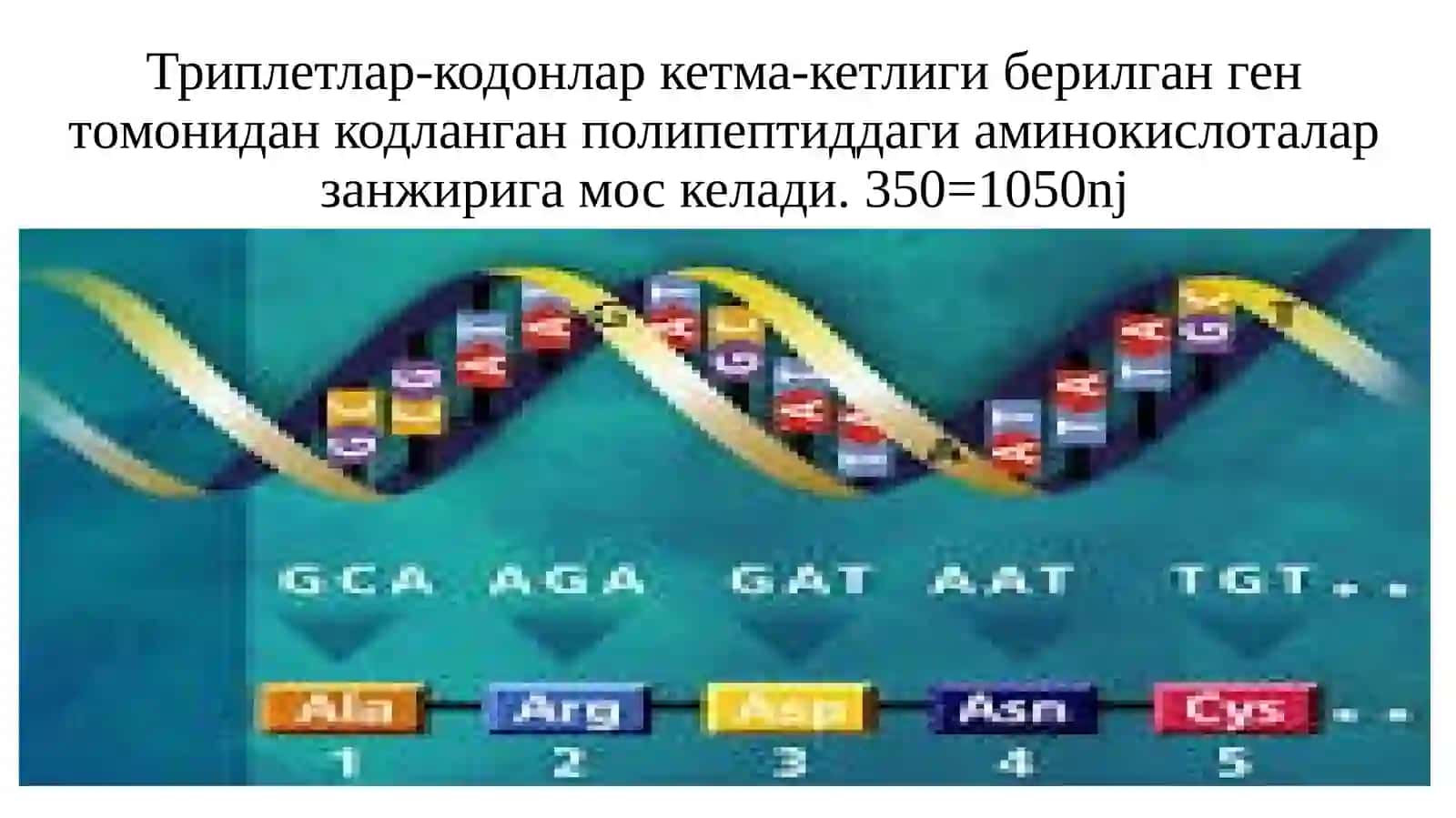 GENETIKA VA GENOMIKA ASOSLARI MAVZU: GENOMLAR XILMA-XILLIGI VA ULARNING STRUKTURASI 4