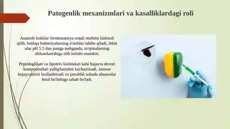 Shartli patogen anaerob kokklar va ularni xirurgik va ginekologik kasalliklardagi ahamiyati 4