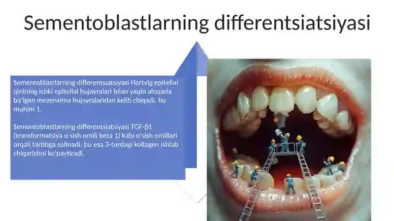 Tishlarning chiqish ildizlarining shakllanishi 4