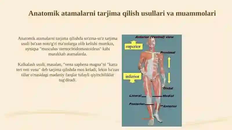 Tibbiyotda lotin tilida anatomik iboralarning tarjimasi 4
