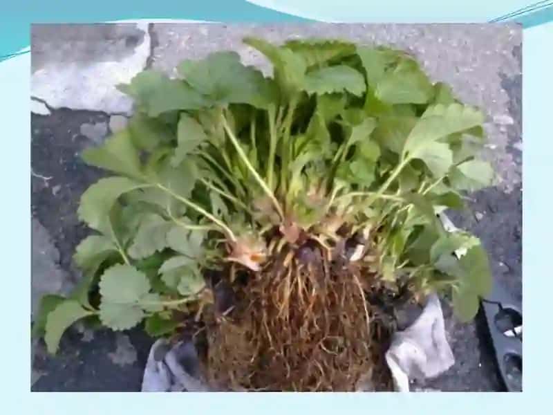 Rezavormevalarning agrotexnik xususiyatlari 4
