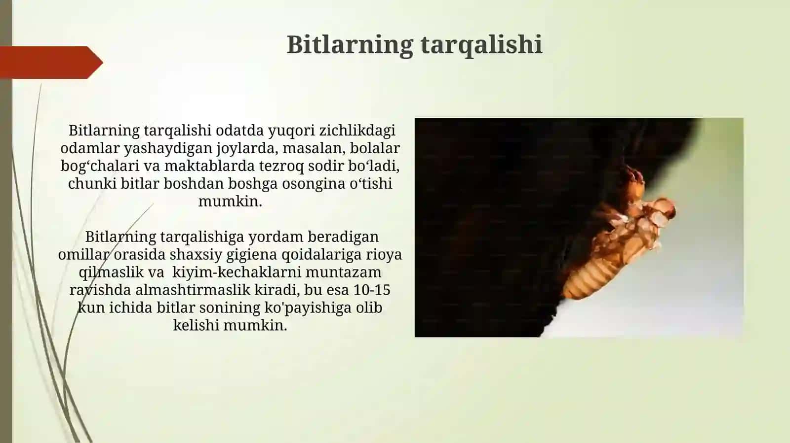 Hashoratlar: insecta.bitlar.burgalar 4