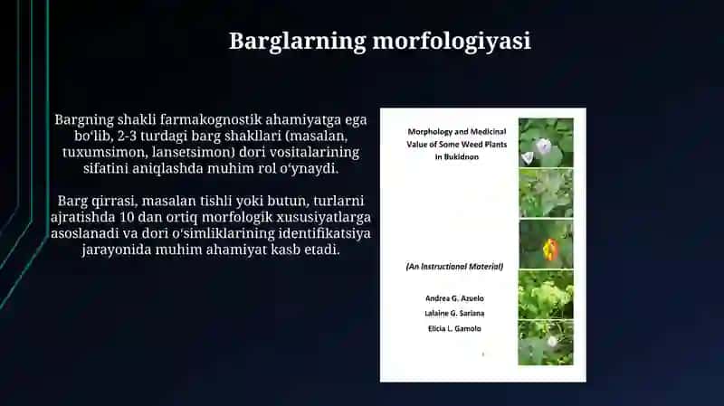 Dorivor oʻsimliklarning morfologik belgilari 4
