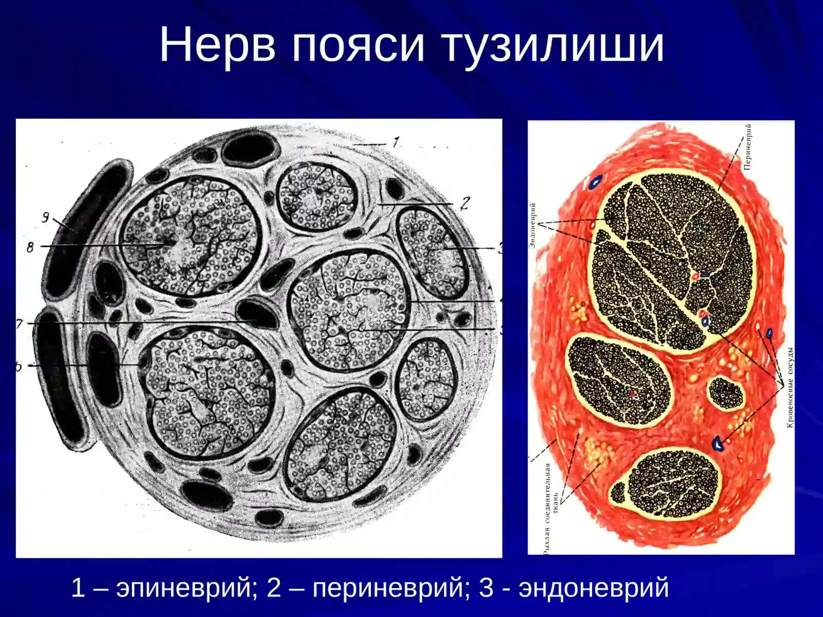 Нерв пояларининг операциялар 4