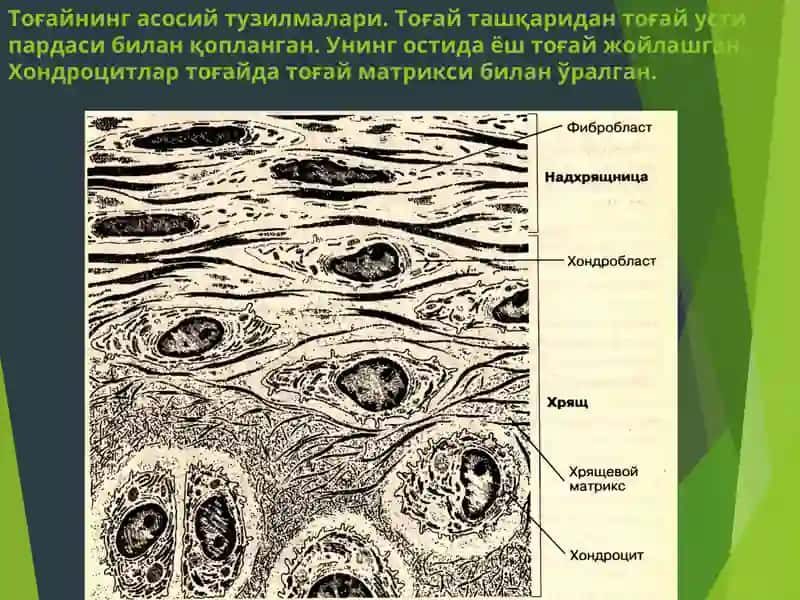 Гиалинтоғайи 4