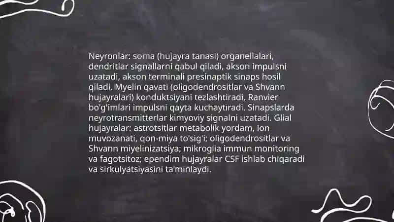 Oliy nerv faoliyatiga fiziologiyasiga 4