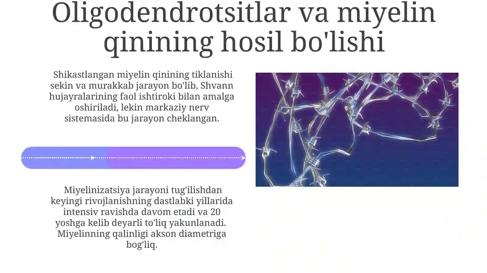 Asabhujayrasining tuzilishi va turlari; Neyrogliya va uning turlari 4