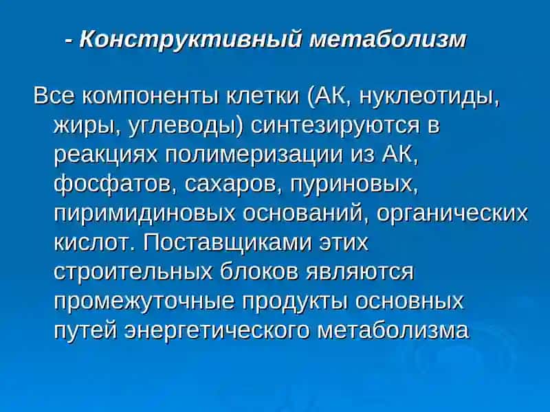 Физиология микроорганизмов (дыхание, размножение) 4