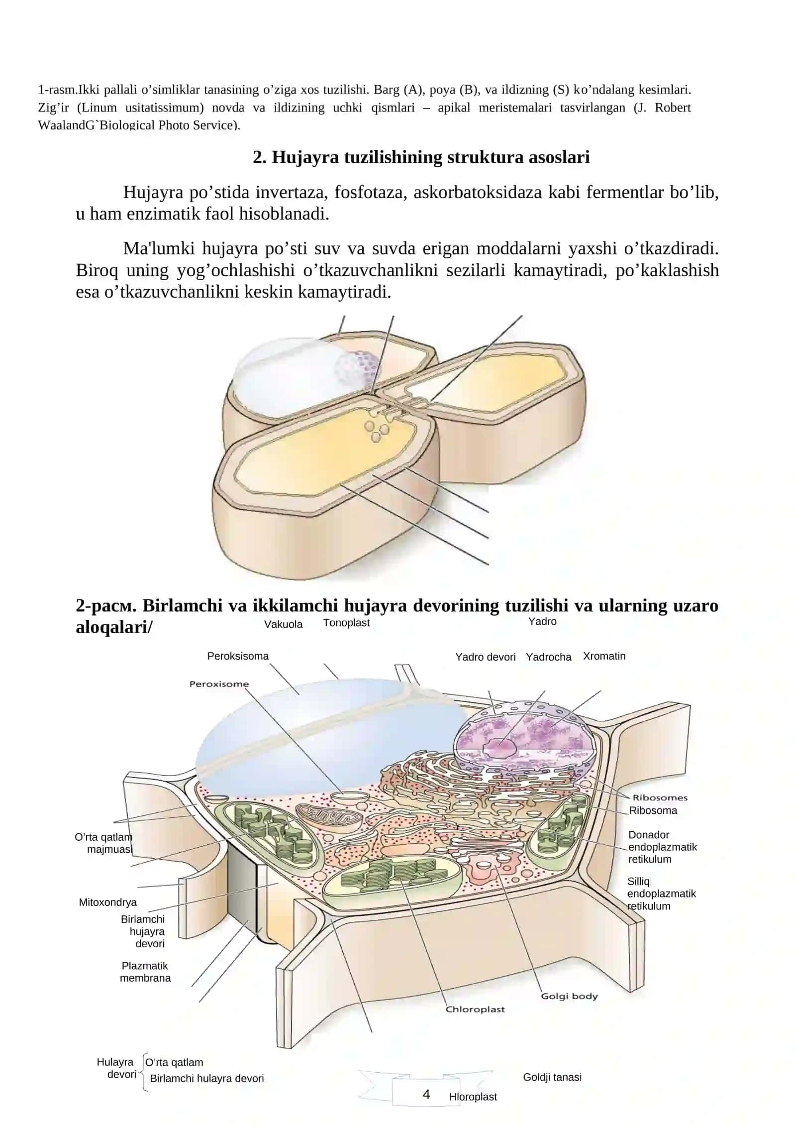 Hujayra fiziologiyasi 4